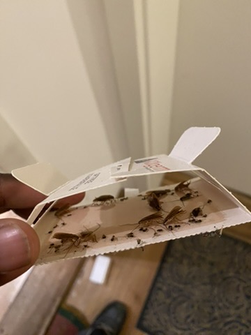 Insektenbekämpfung